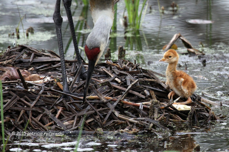 Mom and babies IMG_5855.jpg