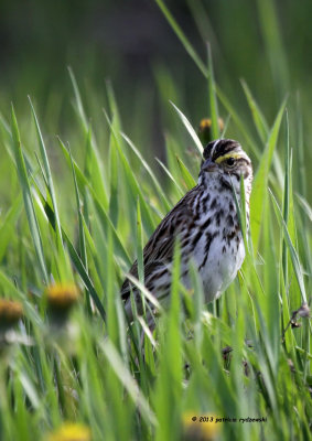 Savannah Sparrow IMG_5229.jpg