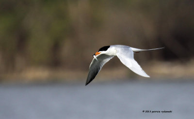 Forsters Tern IMG_5330.jpg