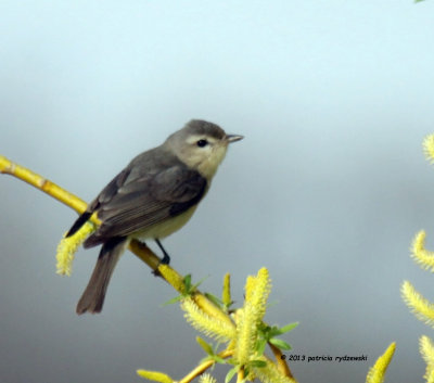 Warbling Vireo IMG_5502.jpg