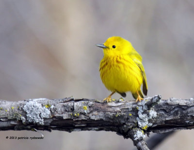 Yellow Warbler IMG_5574.jpg