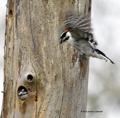 Downy Woodpeckers Nesting IMG_5764.jpg