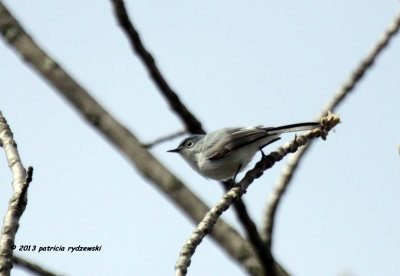 Blue-gray Gnatcatcher IMG_6672.jpg