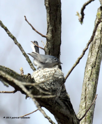 Blue-gray Gnatcatcher IMG_6738.jpg