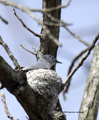 Blue-gray Gnatcatcher IMG_6814.jpg