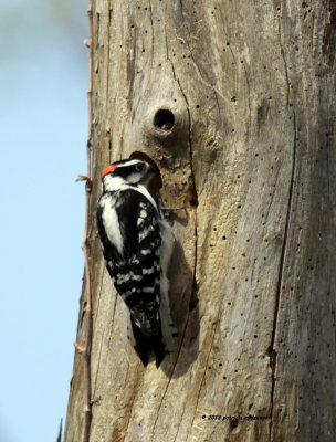 Downy Woodpecker IMG_6990.jpg