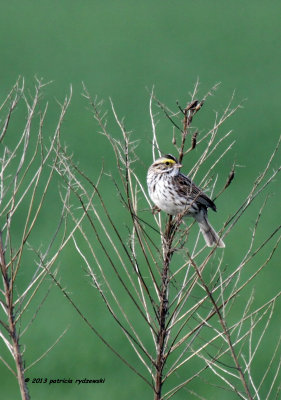 Savannah Sparrow IMG_6408.jpg