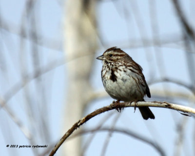 Song Sparrow IMG_6469.jpg