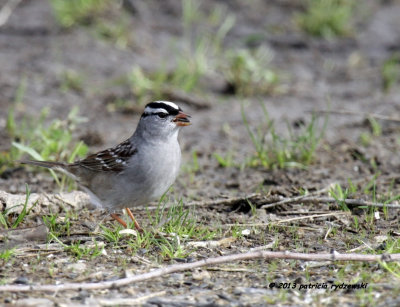 White-crowned Sparrow IMG_6607.jpg