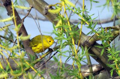 Yellow Warbler IMG_6456.jpg