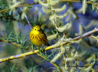 Yellow Warbler IMG_6495.jpg