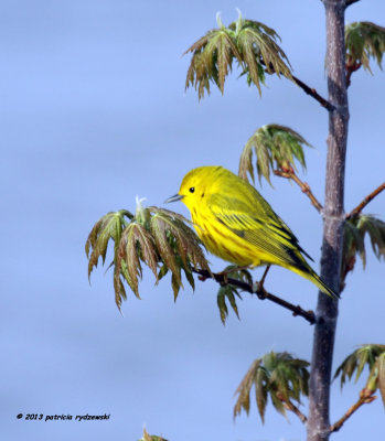Yellow Warbler IMG_6535.jpg