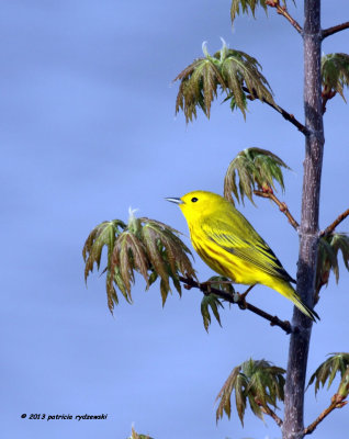 Yellow Warbler IMG_6549.jpg