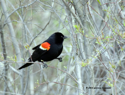 Red-wing Blackbird IMG_6615.jpg