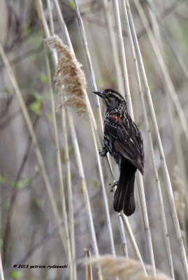 Red-wing Blackbird IMG_6633.jpg