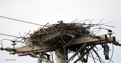 Osprey Nest IMG_6369.jpg