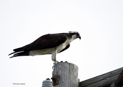 Osprey IMG_6384.jpg