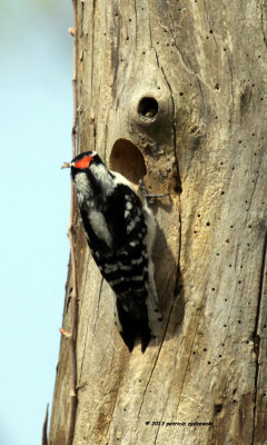 Downy Woodpecker IMG_6993.jpg
