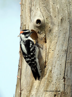 Downy Woodpecker IMG_6996.jpg