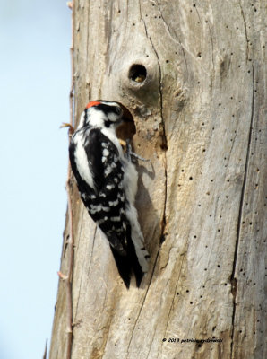 Downy Woodpecker IMG_6997.jpg