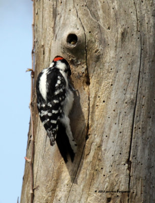 Downy Woodpecker IMG_6998.jpg