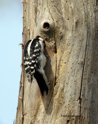 Downy Woodpecker IMG_7000.jpg