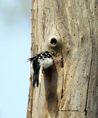 Downy Woodpecker IMG_7001.jpg