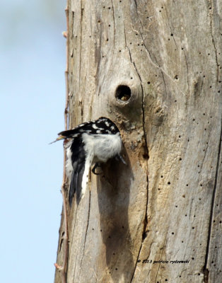 Downy Woodpecker IMG_7002.jpg