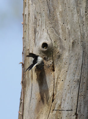 Downy Woodpecker IMG_7004.jpg