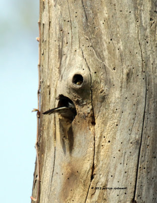 Downy Woodpecker IMG_7006.jpg