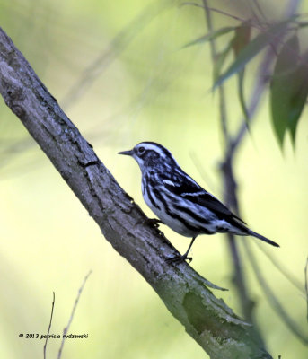 Black and White Warbler IMG_7111.jpg