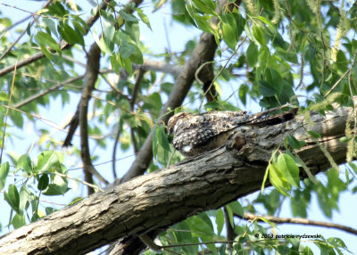 Nighthawk IMG_7166.jpg