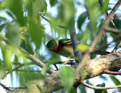 Northern Parula IMG_7083.jpg