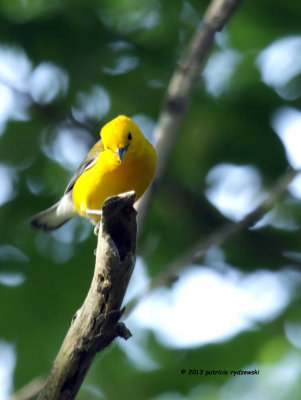 Prothonotary Warbler IMG_7210.jpg