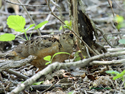 Woodcock IMG_7938.jpg