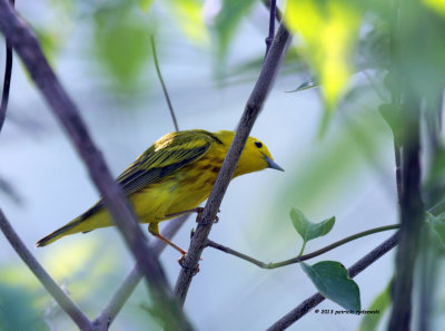 Yellow Warbler IMG_7361.jpg