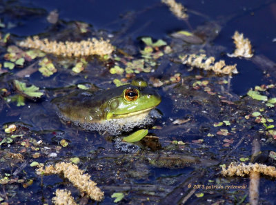 Green Frog IMG_7319.jpg