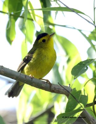 Wilsons Warbler IMG_9411.jpg