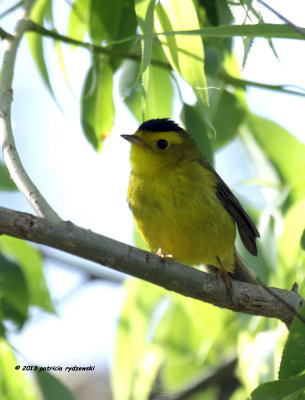 Wilsons Warbler IMG_9407.jpg