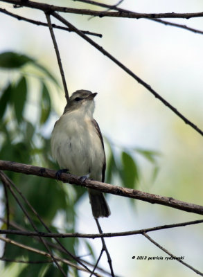 Warbling Vireo IMG_9798.jpg