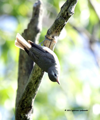 Warbling Vireo IMG_9519.jpg