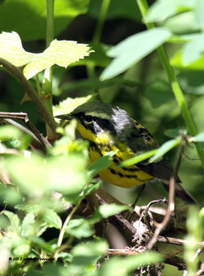 Magnolia Warbler IMG_9974.jpg