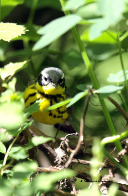 Magnolia Warbler IMG_9981.jpg