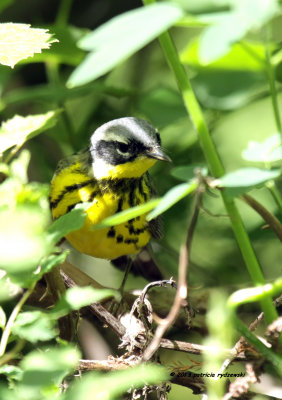 Magnolia Warbler IMG_9983.jpg