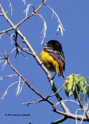 Baltimore Oriole IMG_9169.jpg