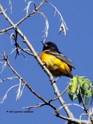 Baltimore Oriole IMG_9177.jpg