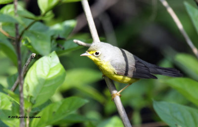 Canada Warbler IMG_9646.jpg