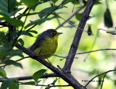 Canada Warbler IMG_9665.jpg