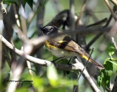 American Redstart female IMG_9813.jpg