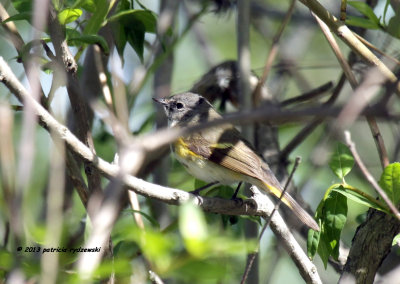 American Redstart female IMG_9815.jpg